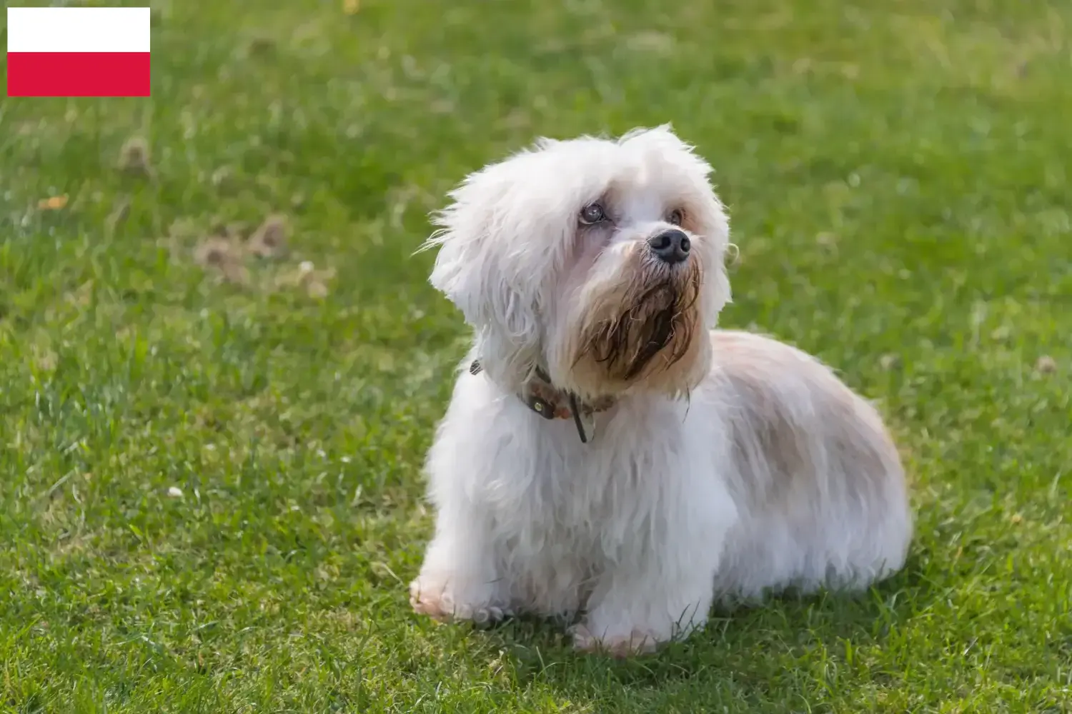Dandie Dinmont Terrier kiskutyák és tenyésztők Lengyelország Lengyelországi Dandie Dinmont Terrier tenyésztőket itt találsz.