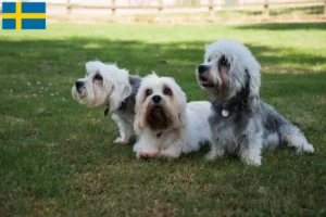 Read more about the article Dandie Dinmont Terrier tenyésztők és kölykök Svédországban