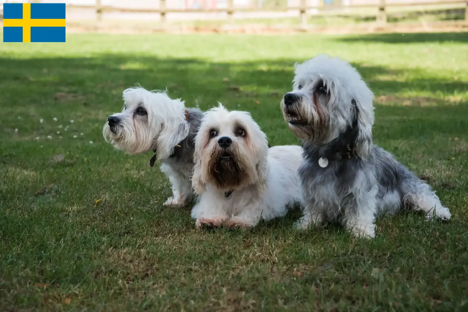 Read more about the article Dandie Dinmont Terrier tenyésztők és kölykök Svédországban