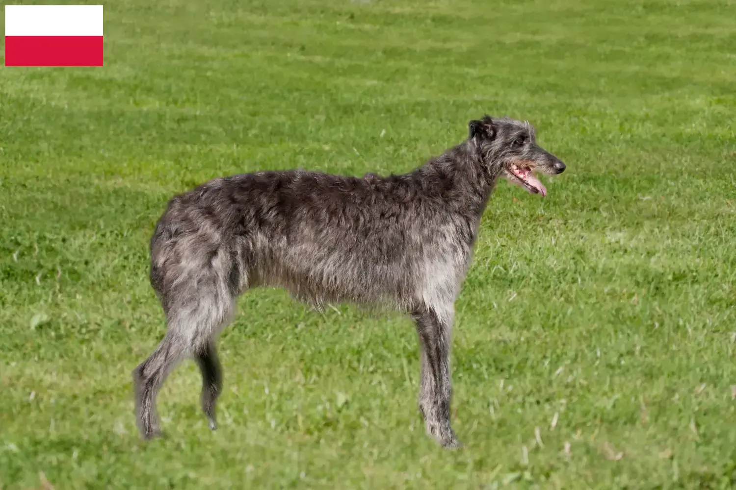 Deerhound kiskutyák és tenyésztők Lengyelország Itt találsz szarvaskutya tenyésztőket Lengyelországban.