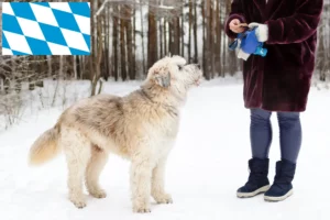 Read more about the article Dél-orosz Ovtcharka tenyésztő és kiskutyák Bajorországban