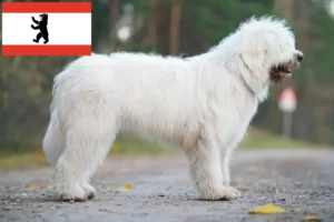 Read more about the article Dél-orosz Ovtcharka tenyésztő és kiskutyák Berlinben