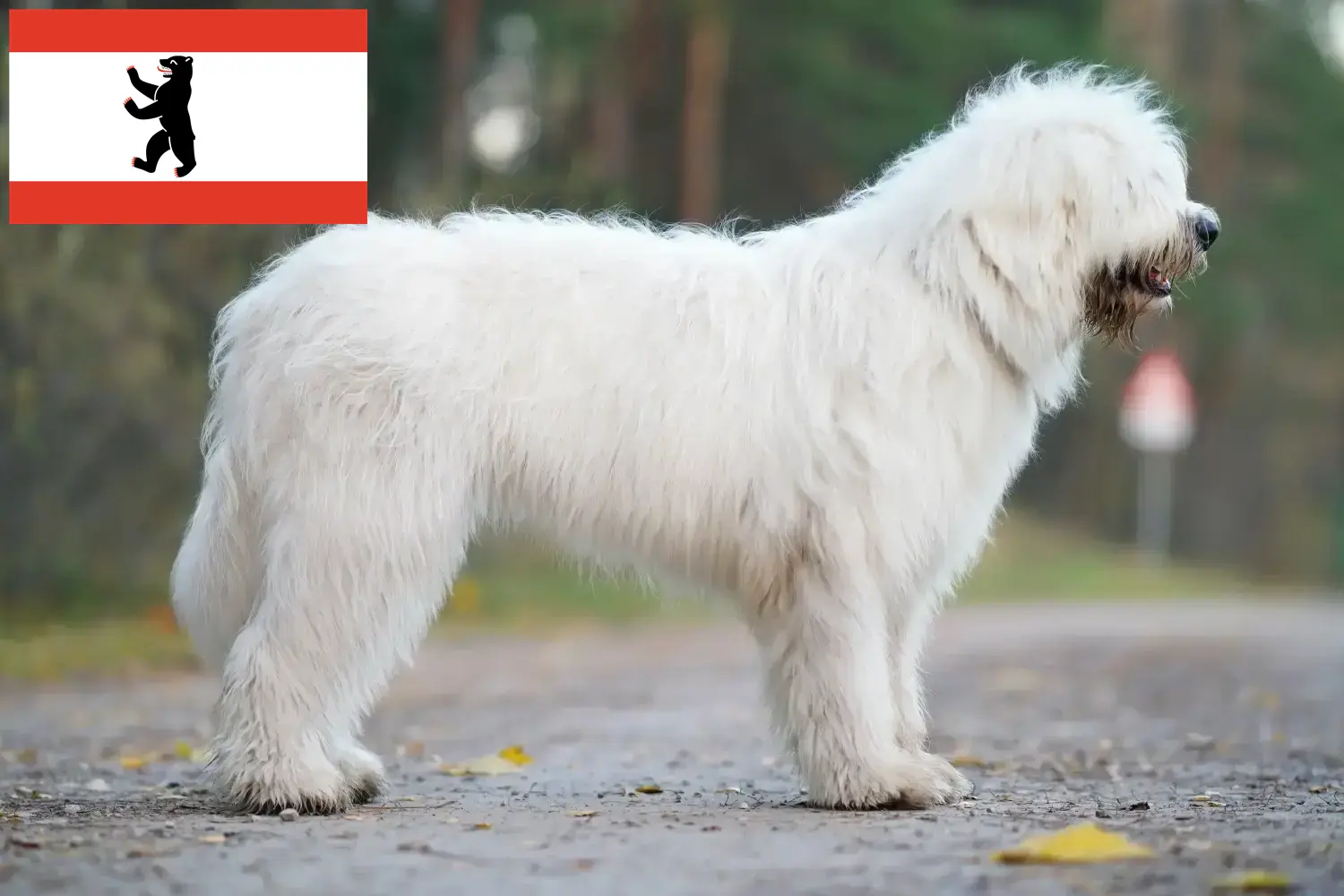 Read more about the article Dél-orosz Ovtcharka tenyésztő és kiskutyák Berlinben