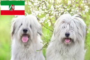 Read more about the article Dél-orosz Ovtcharka tenyésztő és kölykök Észak-Rajna-Vesztfália területén