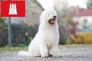 Read more about the article Dél-orosz Ovtcharka tenyésztő és kölykök Hamburgban