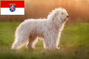Read more about the article Dél-orosz Ovtcharka tenyésztő és kölykök Hessenben
