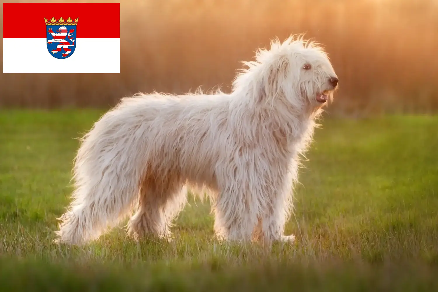 Read more about the article Dél-orosz Ovtcharka tenyésztő és kölykök Hessenben