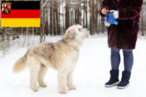 Read more about the article Dél-orosz Ovtcharka tenyésztő és kiskutyák Rajna-vidék-Pfalzban