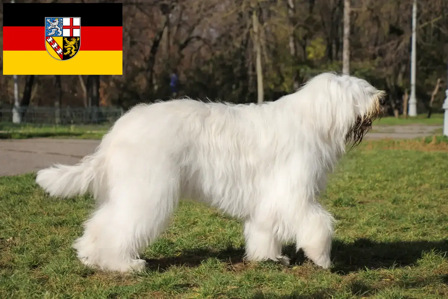 Dél-orosz Ovtcharka kiskutyák és tenyésztő Saarland Itt találhat dél-orosz Ovtcharkas tenyésztőket Saar-vidéken.