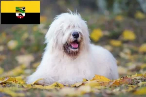 Read more about the article Dél-orosz Ovtcharka tenyésztő és kiskutyák Szász-Anhaltban