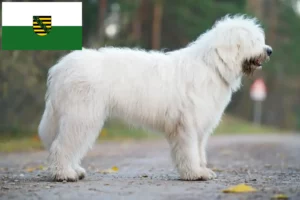 Read more about the article Dél-orosz Ovtcharka tenyésztő és kiskutyák Szászországban