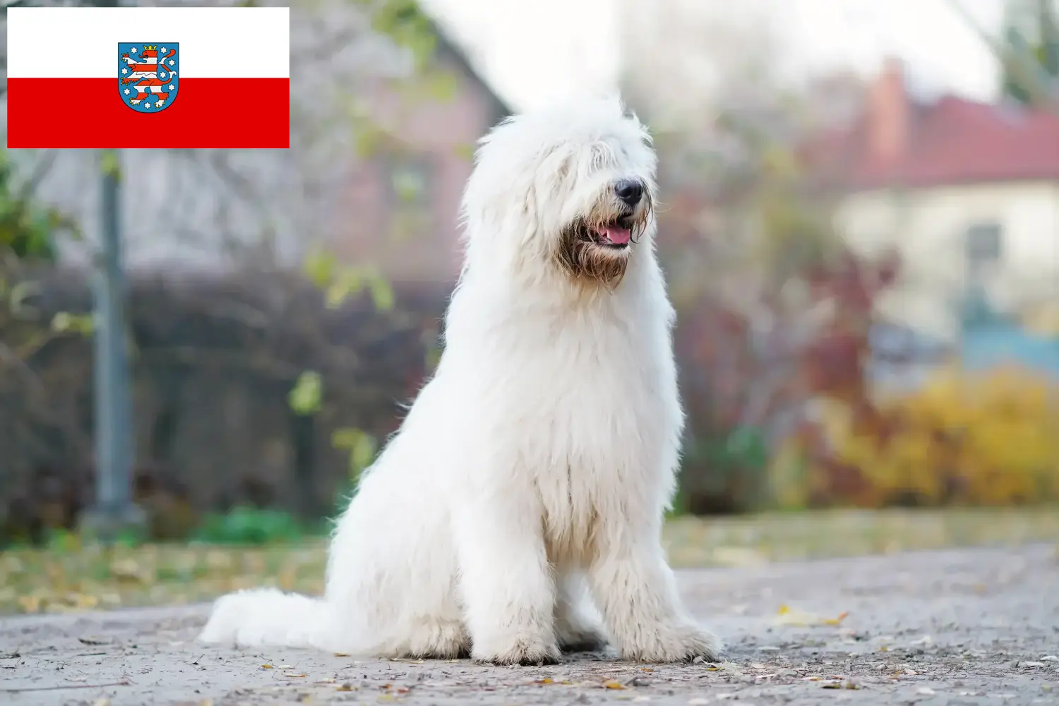 Dél-orosz Ovtcharka kiskutyák és tenyésztő Thüringia Dél-oroszországi ovtcharkas tenyésztőket Thüringiában itt találsz.