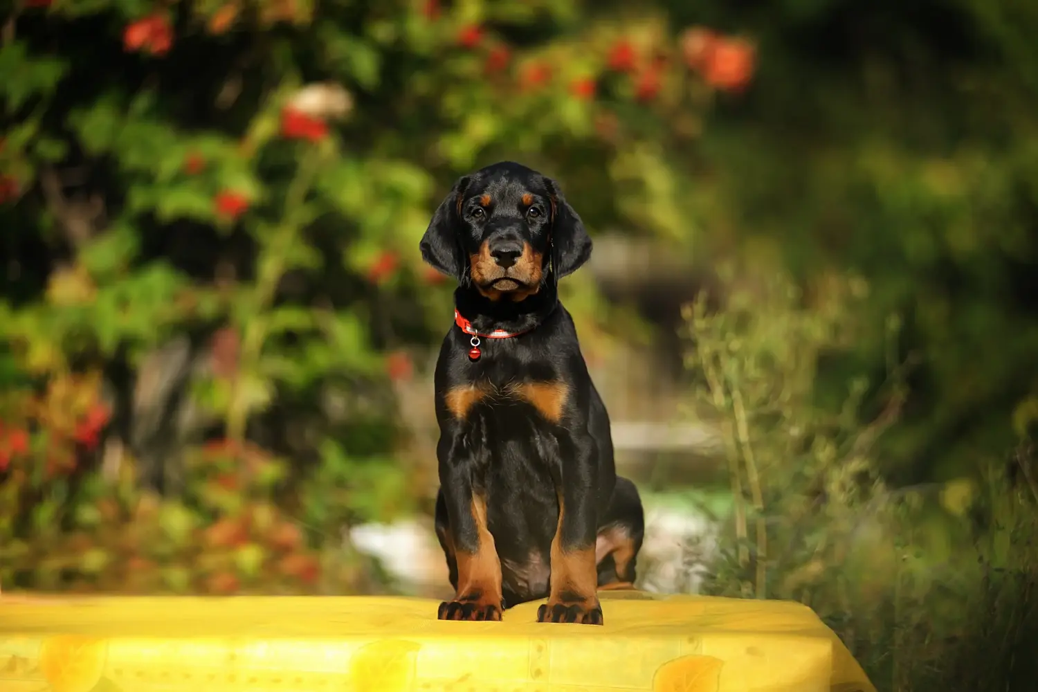 Egy dobermann kölyökkutya megvásárlása felelősségvállalást jelent! Vásároljon dobermann kölyökkutyákat.