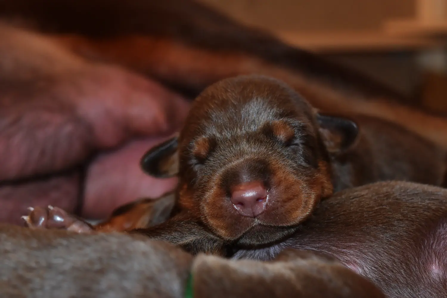 Egy dobermann kölyökkutya megvásárlása felelősségvállalást jelent! Vásároljon dobermann kölyökkutyákat.