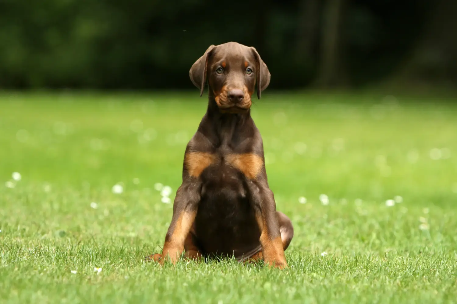 Egy dobermann kölyökkutya megvásárlása felelősségvállalást jelent! Vásároljon dobermann kölyökkutyákat.