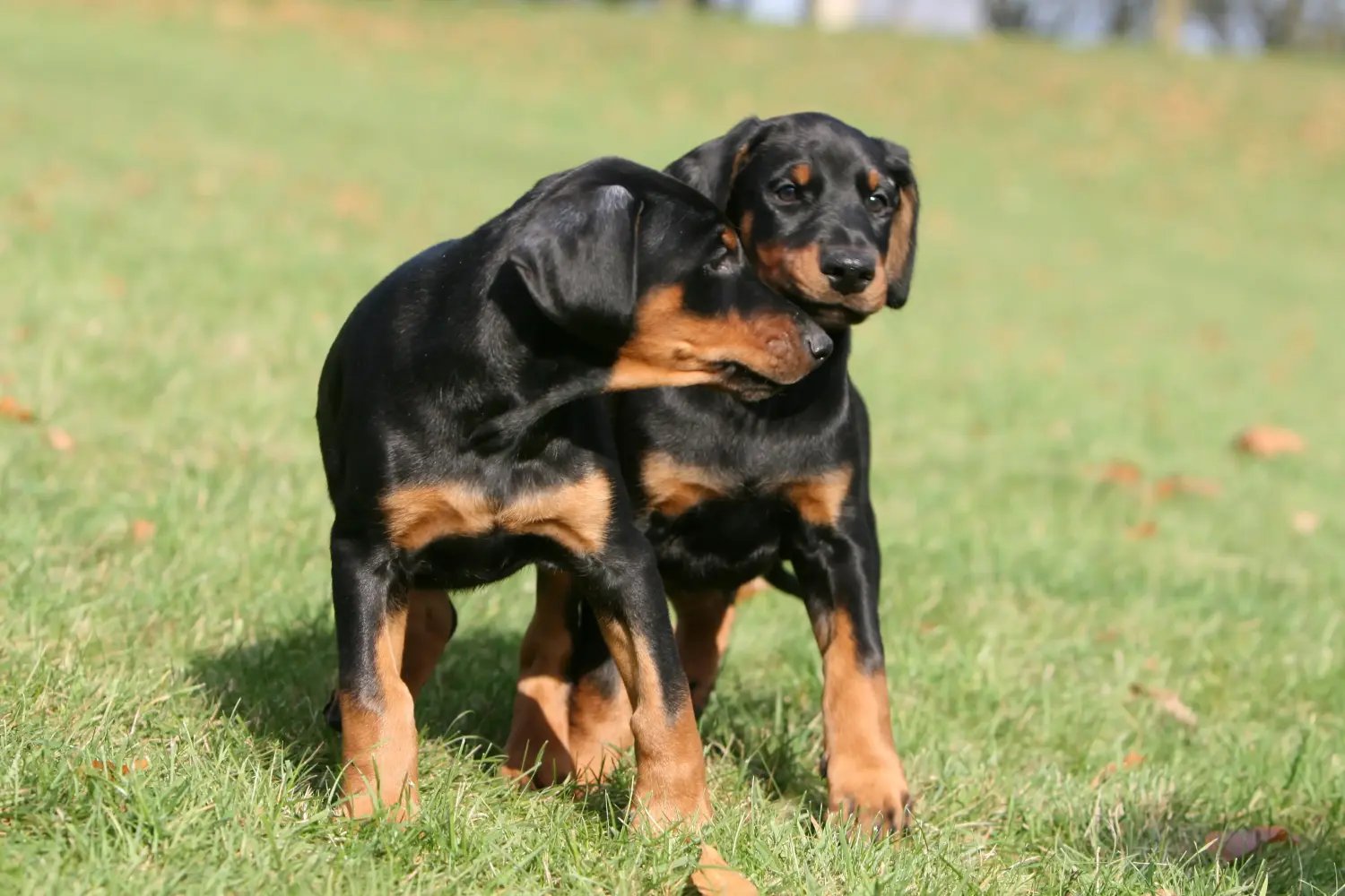 Egy dobermann kölyökkutya megvásárlása felelősségvállalást jelent! Vásároljon dobermann kölyökkutyákat.