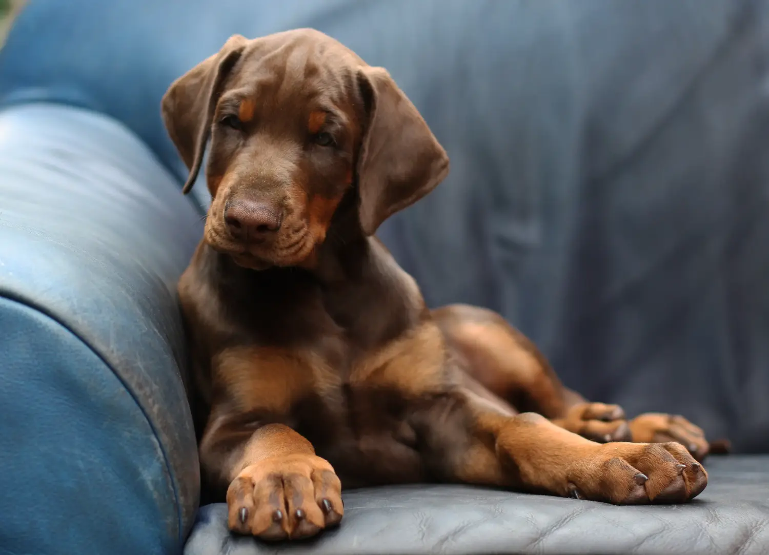 Egy dobermann kölyökkutya megvásárlása felelősségvállalást jelent! Vásároljon dobermann kölyökkutyákat.