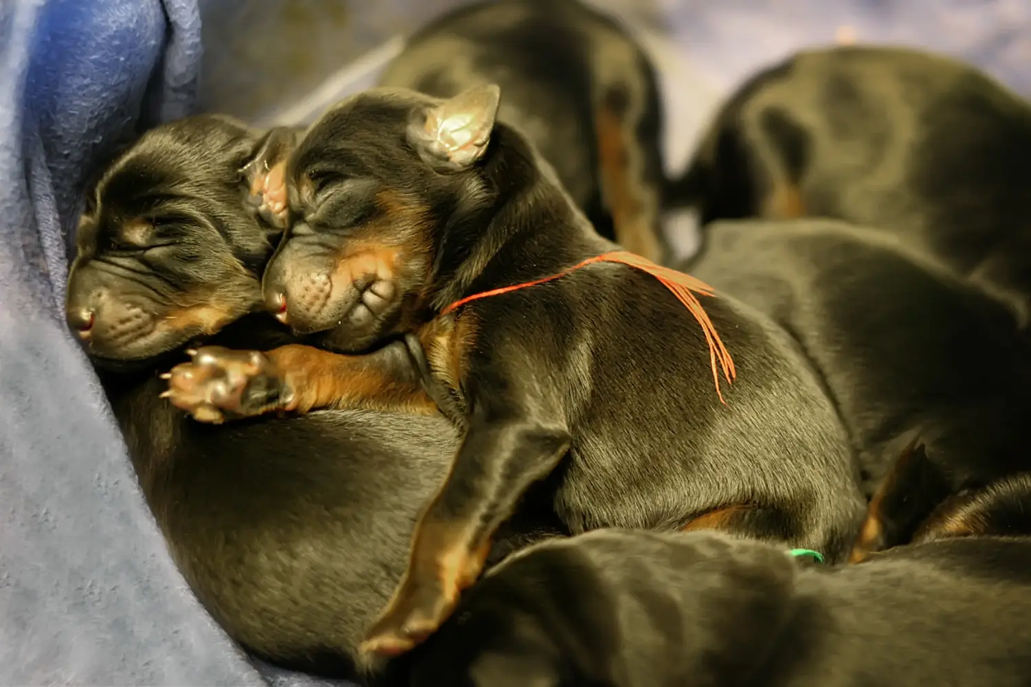 Egy dobermann kölyökkutya megvásárlása felelősségvállalást jelent! Vásároljon dobermann kölyökkutyákat.