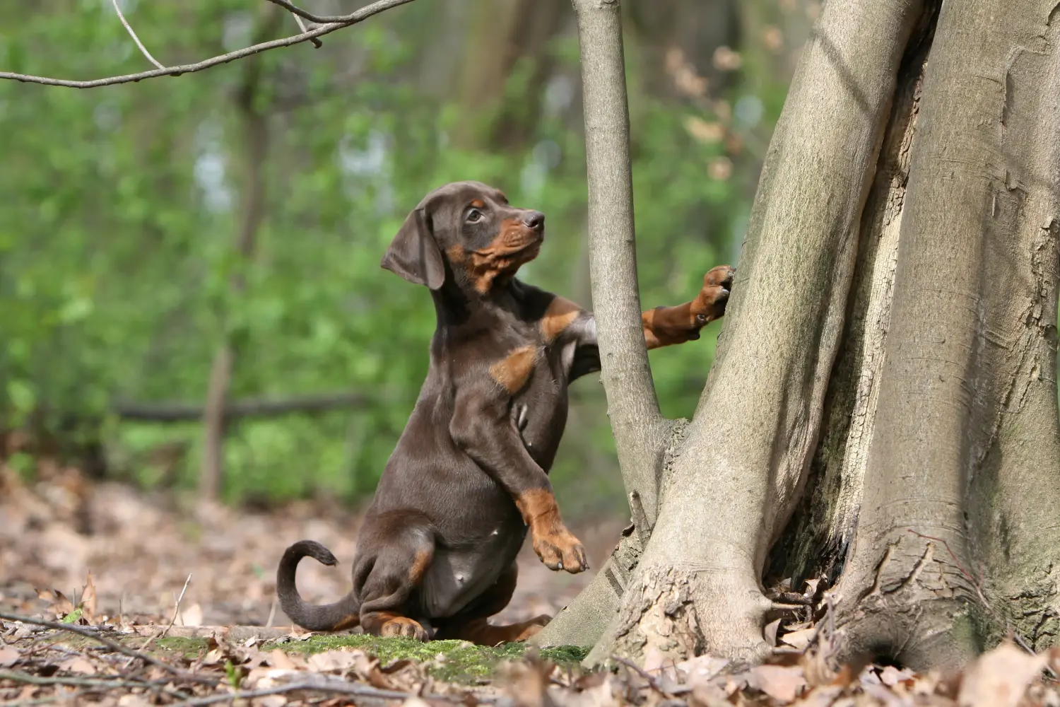 Egy dobermann kölyökkutya megvásárlása felelősségvállalást jelent! Vásároljon dobermann kölyökkutyákat.