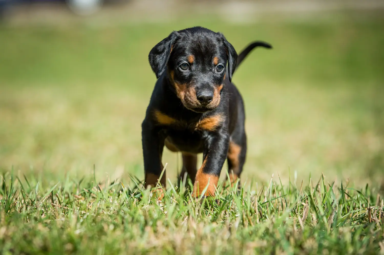 Egy dobermann kölyökkutya megvásárlása felelősségvállalást jelent! Vásároljon dobermann kölyökkutyákat.