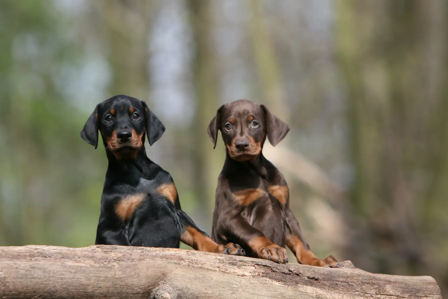 Egy dobermann kölyökkutya megvásárlása felelősségvállalást jelent! Vásároljon dobermann kölyökkutyákat.