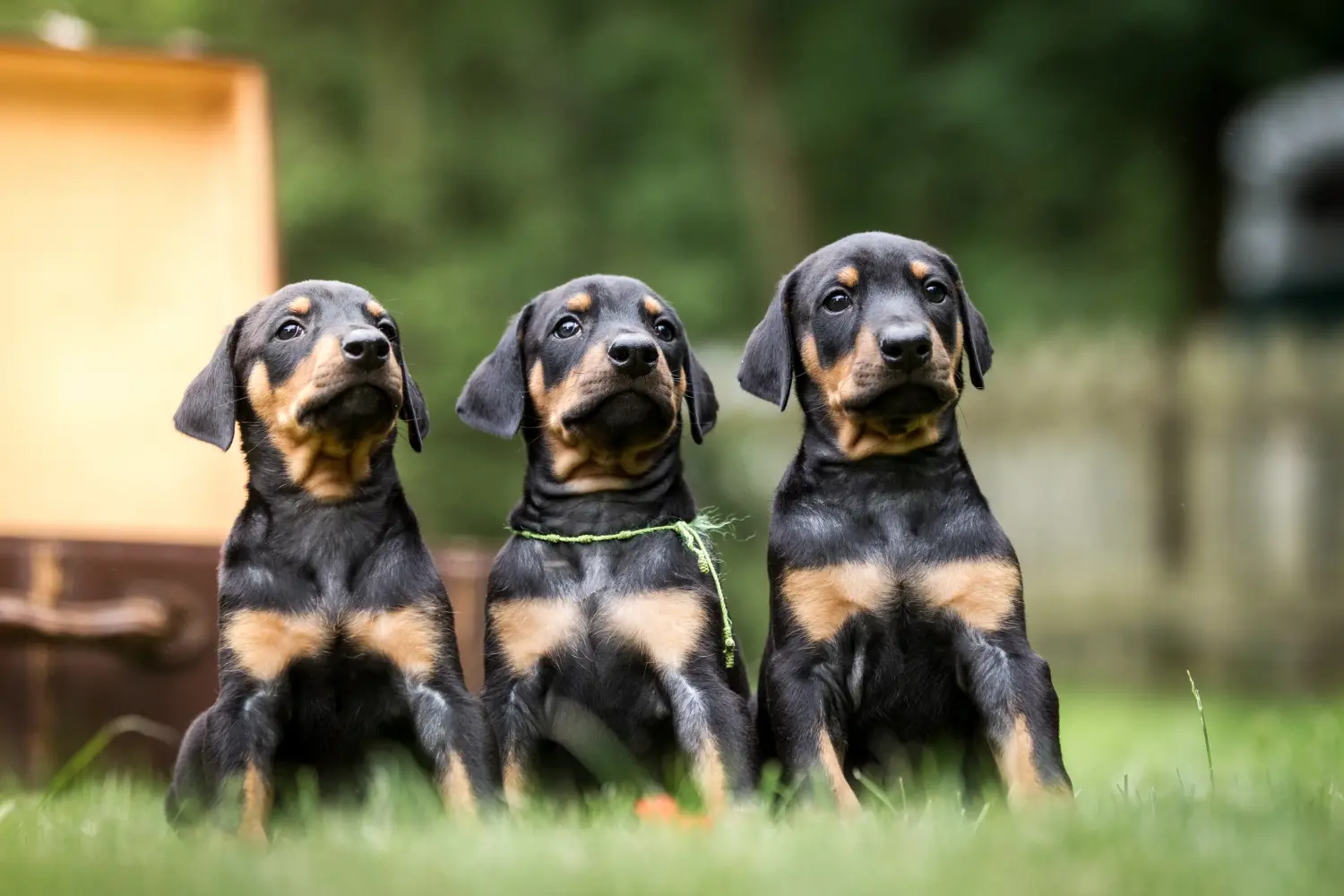 Egy dobermann kölyökkutya megvásárlása felelősségvállalást jelent! Vásároljon dobermann kölyökkutyákat.