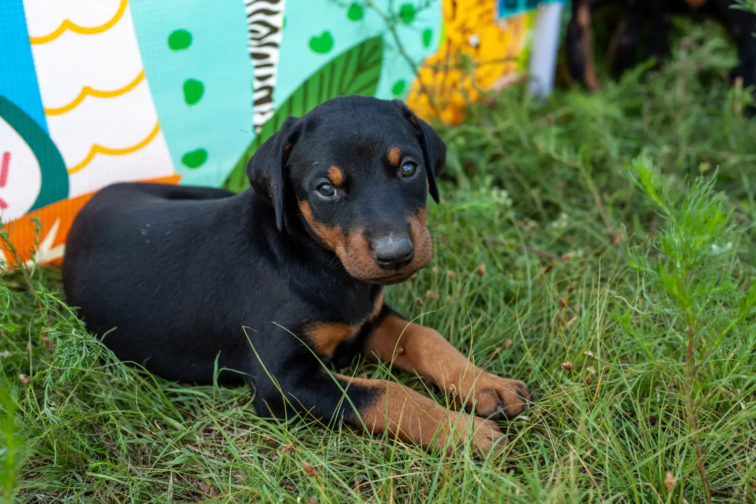 Egy dobermann kölyökkutya megvásárlása felelősségvállalást jelent! Vásároljon dobermann kölyökkutyákat.