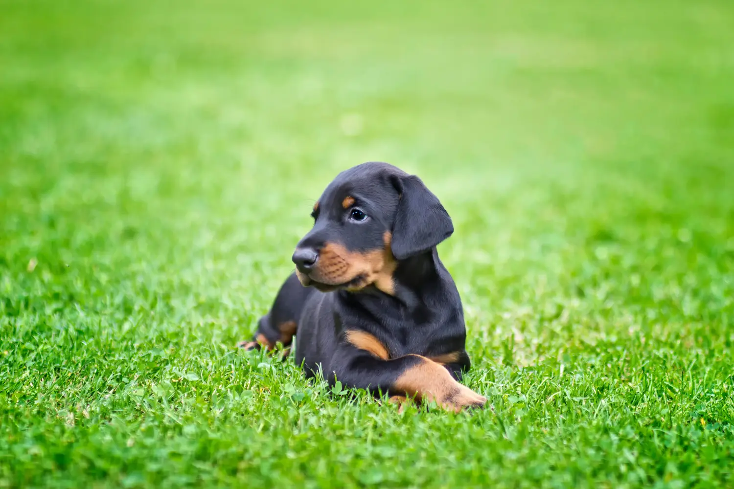 Egy dobermann kölyökkutya megvásárlása felelősségvállalást jelent! Vásároljon dobermann kölyökkutyákat.