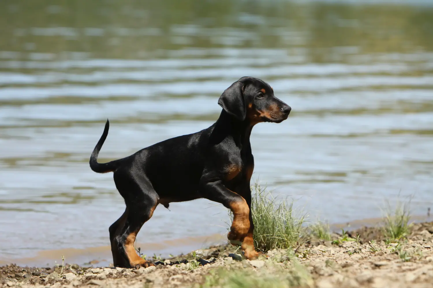 Egy dobermann kölyökkutya megvásárlása felelősségvállalást jelent! Vásároljon dobermann kölyökkutyákat.