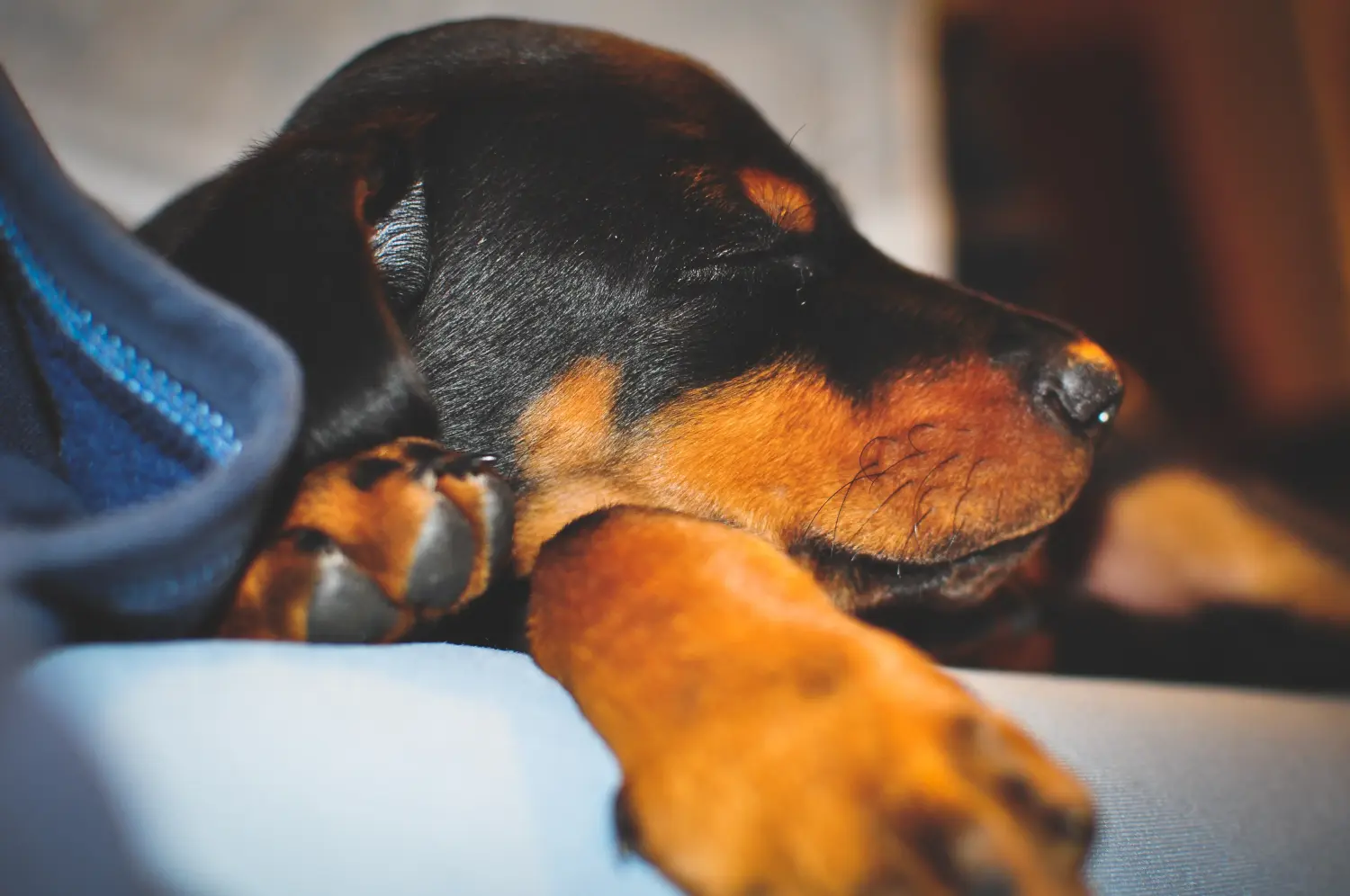 Egy dobermann kölyökkutya megvásárlása felelősségvállalást jelent! Vásároljon dobermann kölyökkutyákat.