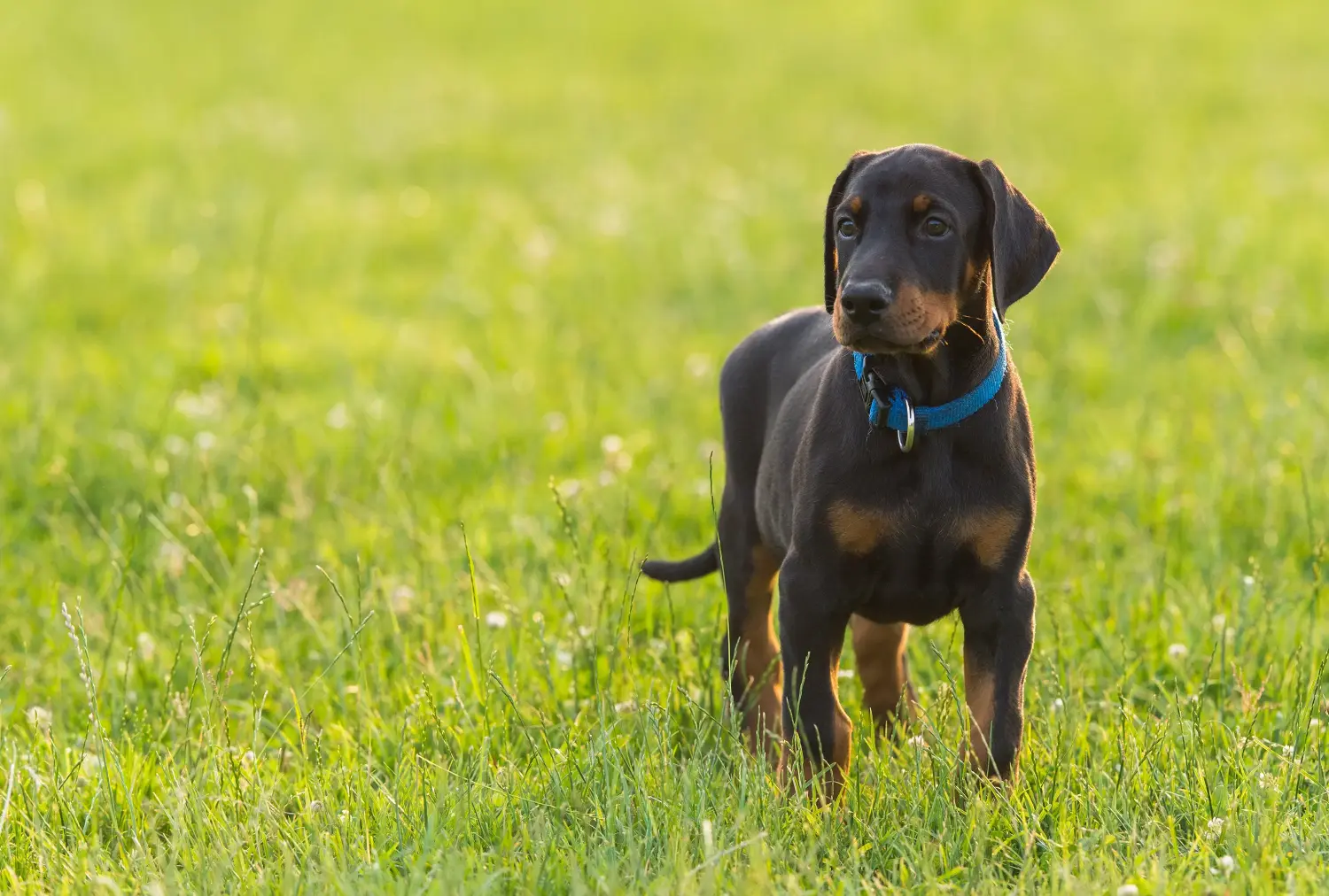 Egy dobermann kölyökkutya megvásárlása felelősségvállalást jelent! Vásároljon dobermann kölyökkutyákat.