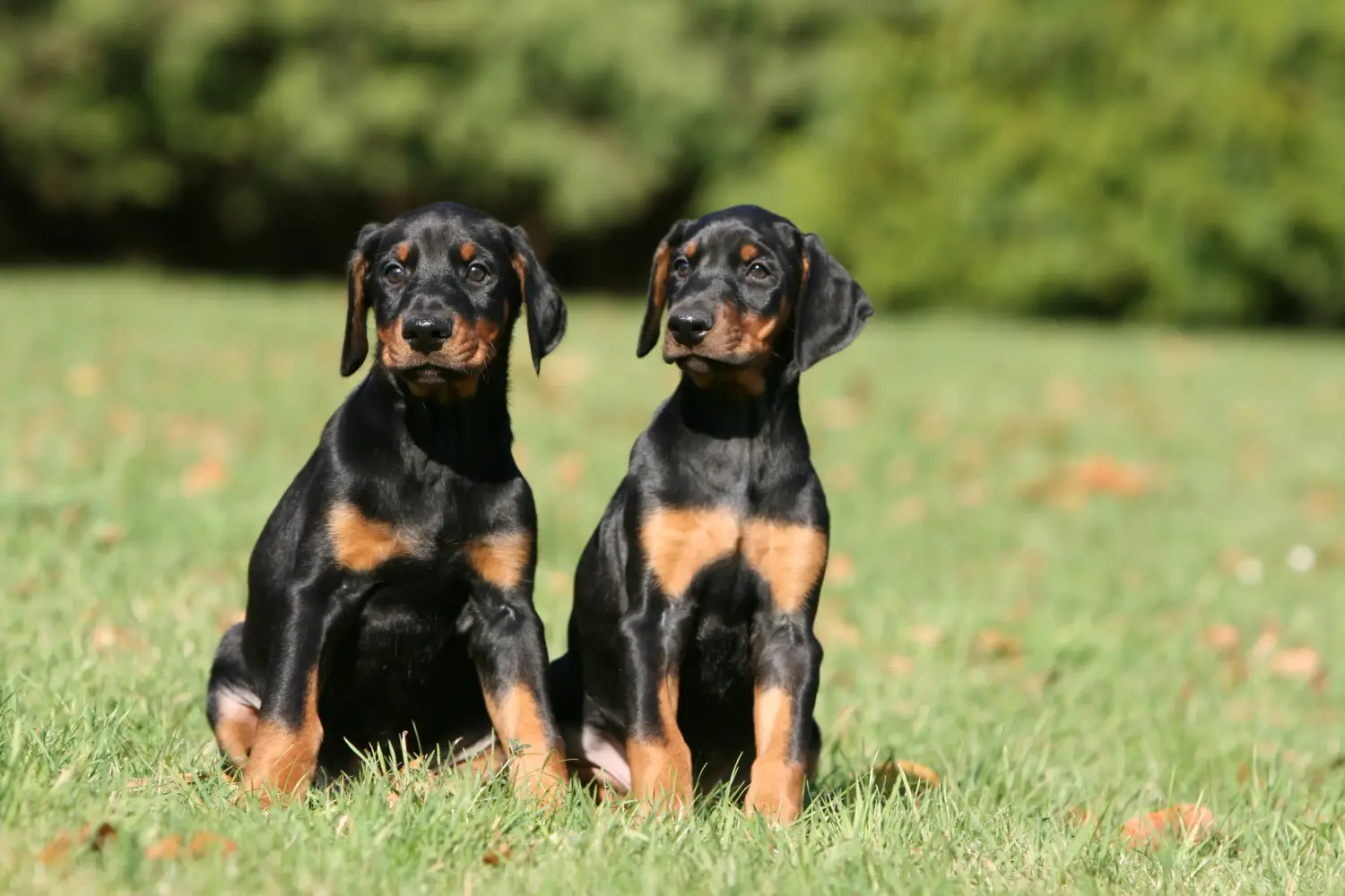 Egy dobermann kölyökkutya megvásárlása felelősségvállalást jelent! Vásároljon dobermann kölyökkutyákat.