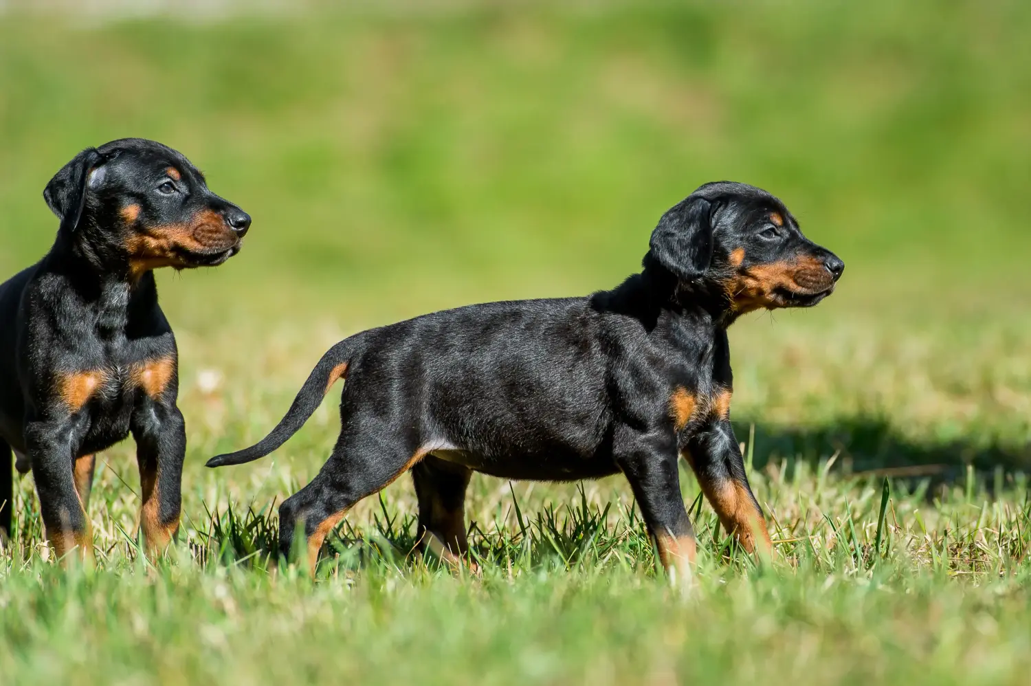 Egy dobermann kölyökkutya megvásárlása felelősségvállalást jelent! Vásároljon dobermann kölyökkutyákat.