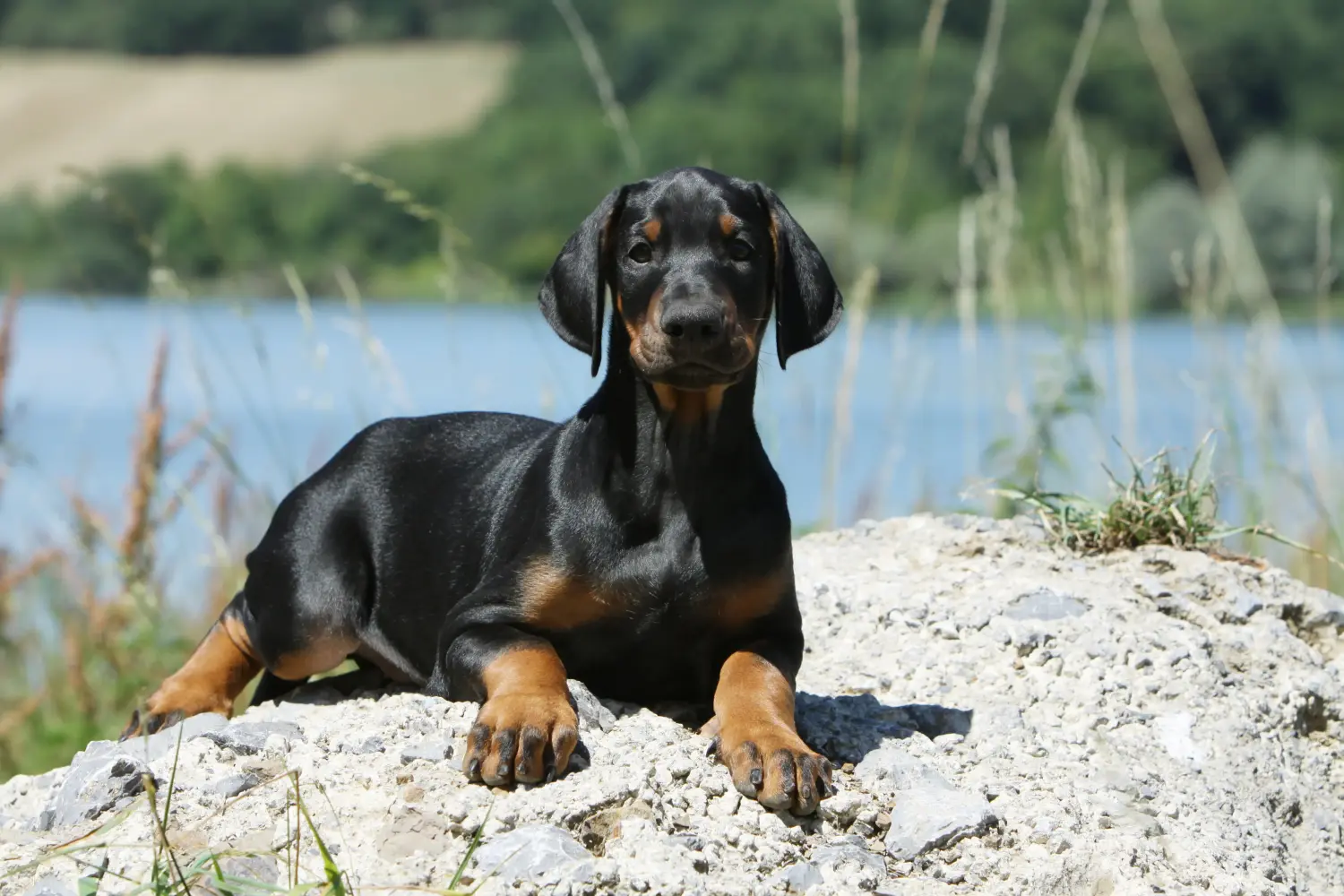 Egy dobermann kölyökkutya megvásárlása felelősségvállalást jelent! Vásároljon dobermann kölyökkutyákat.