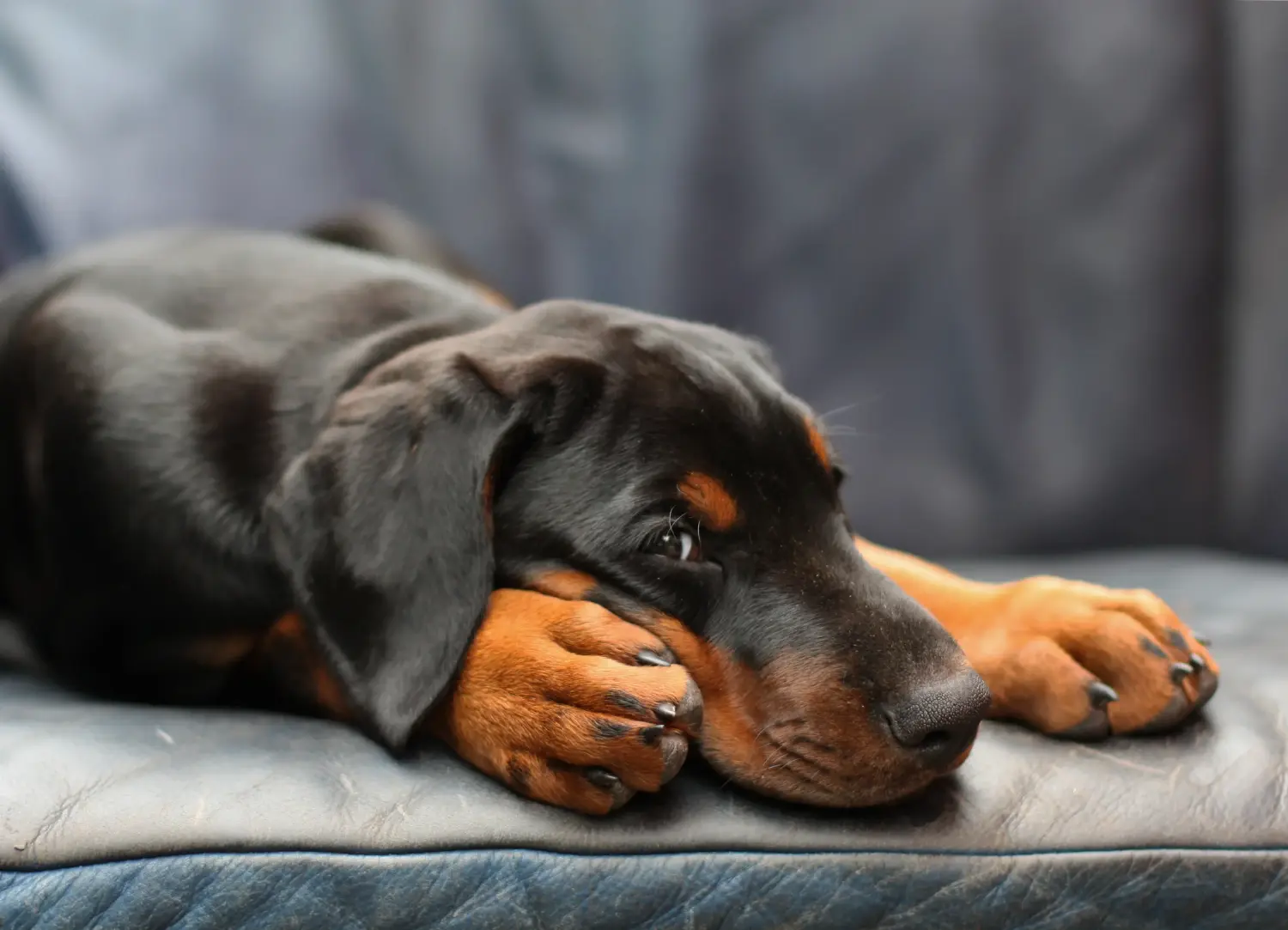 Egy dobermann kölyökkutya megvásárlása felelősségvállalást jelent! Vásároljon dobermann kölyökkutyákat.