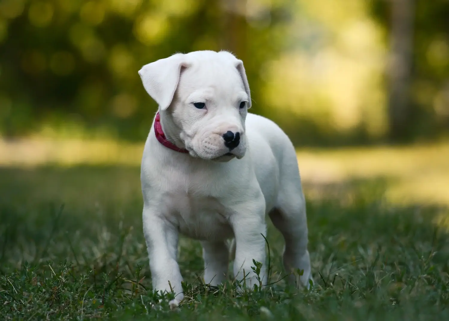Egy Dogo Argentino kölyökkutya megvásárlása felelősségvállalást jelent! Vásároljon Dogo Argentino kiskutyákat.