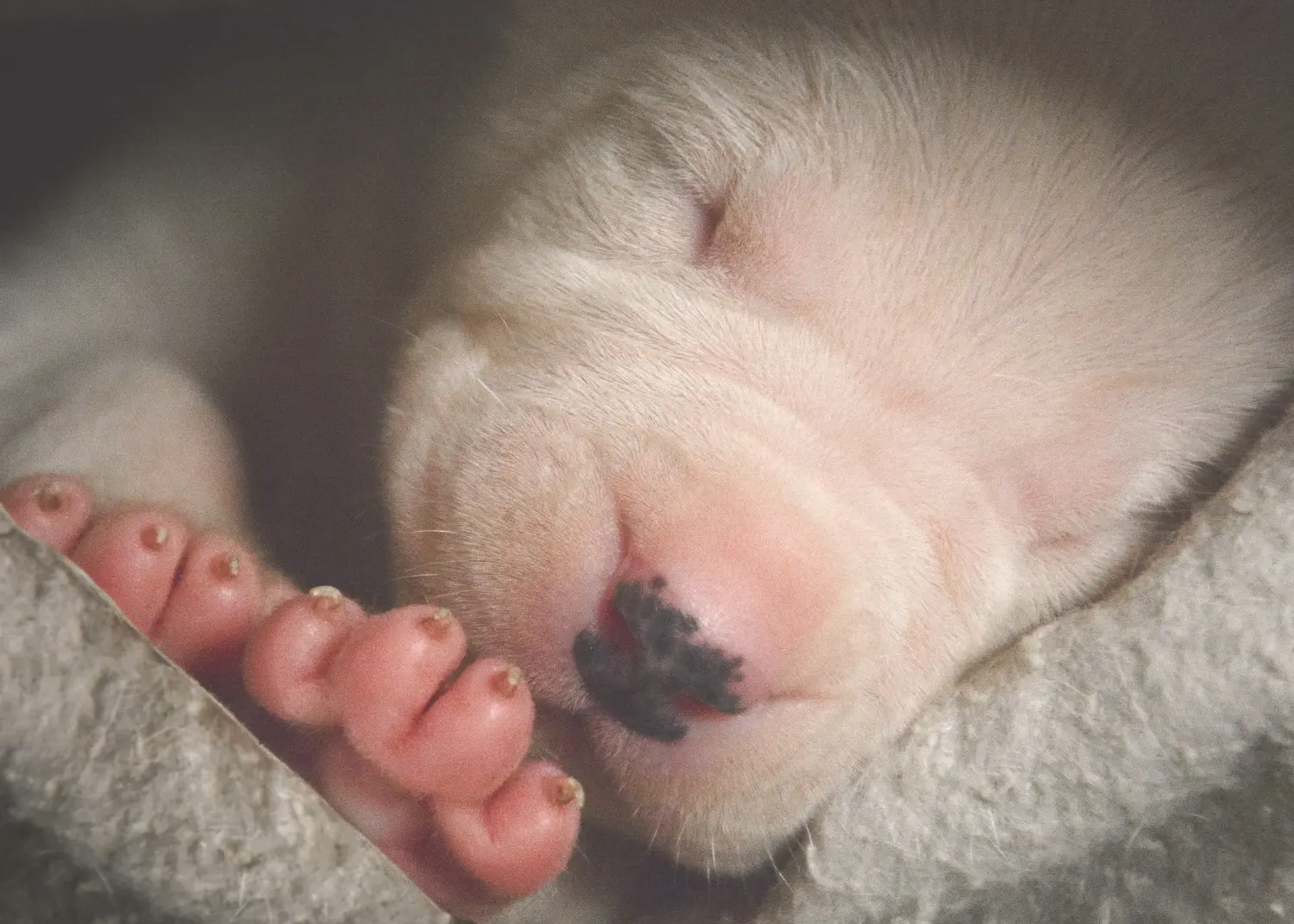 Egy Dogo Argentino kölyökkutya megvásárlása felelősségvállalást jelent! Vásároljon Dogo Argentino kiskutyákat.