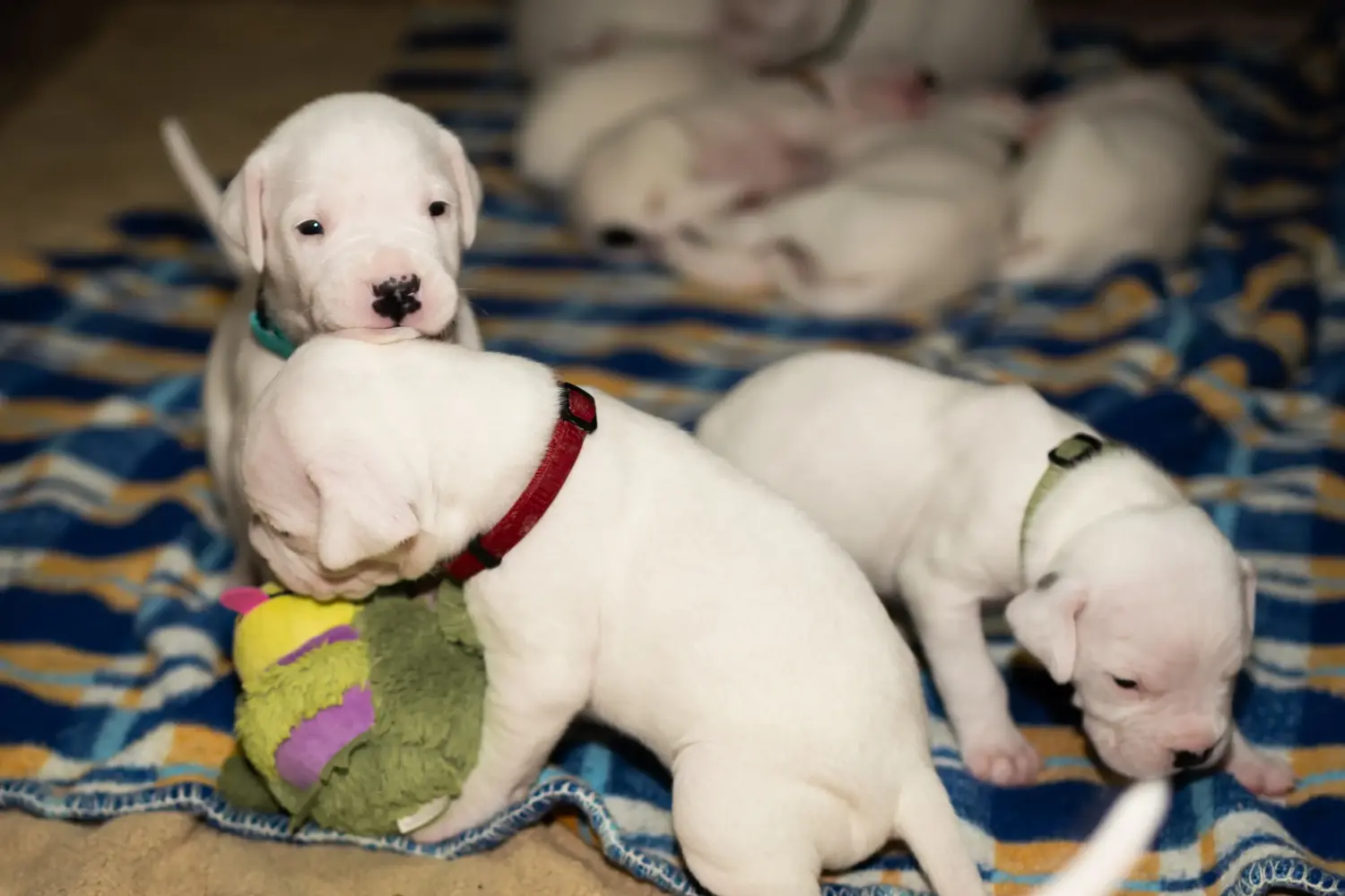 Egy Dogo Argentino kölyökkutya megvásárlása felelősségvállalást jelent! Vásároljon Dogo Argentino kiskutyákat.