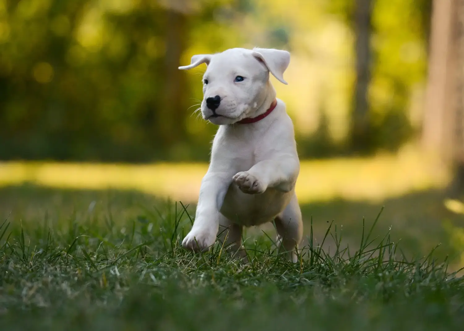 Egy Dogo Argentino kölyökkutya megvásárlása felelősségvállalást jelent! Vásároljon Dogo Argentino kiskutyákat.