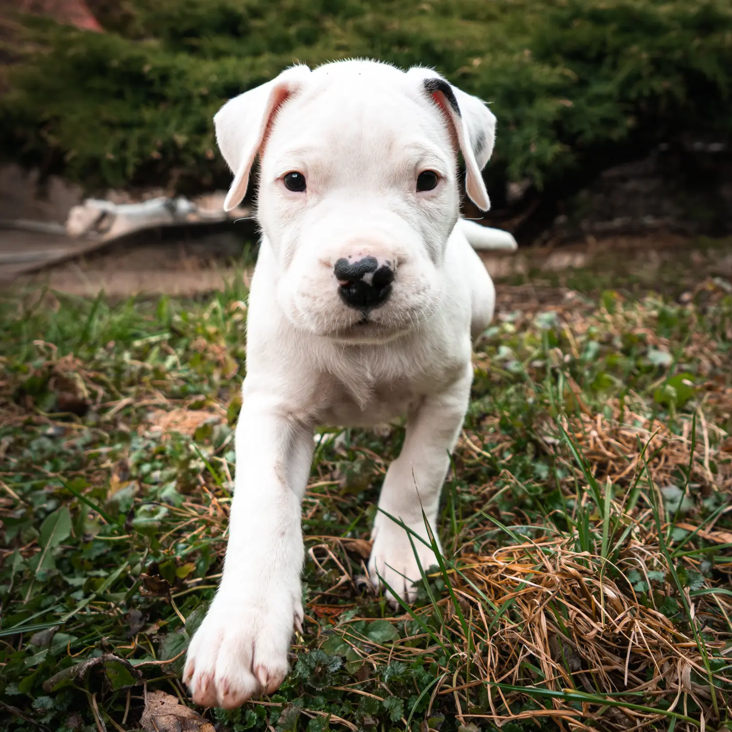 Egy Dogo Argentino kölyökkutya megvásárlása felelősségvállalást jelent! Vásároljon Dogo Argentino kiskutyákat.
