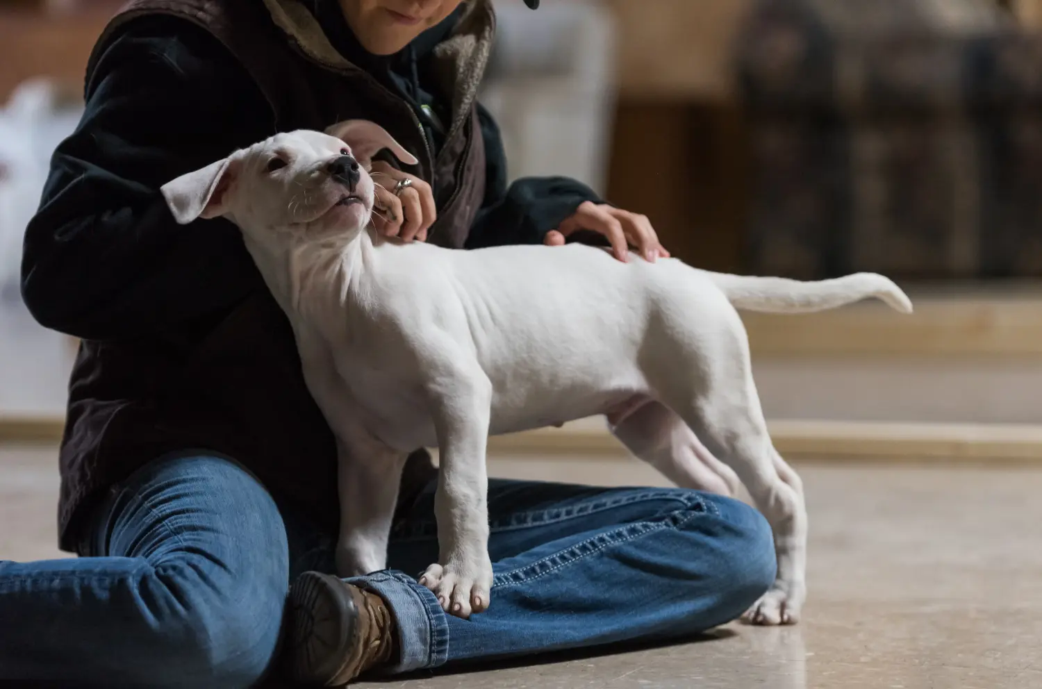 Egy Dogo Argentino kölyökkutya megvásárlása felelősségvállalást jelent! Vásároljon Dogo Argentino kiskutyákat.