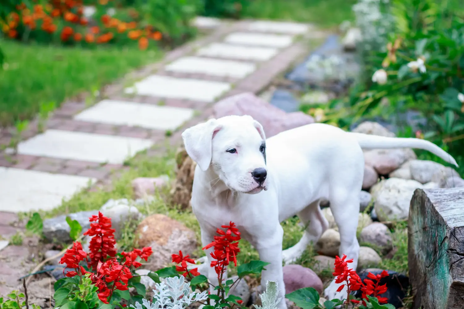 Egy Dogo Argentino kölyökkutya megvásárlása felelősségvállalást jelent! Vásároljon Dogo Argentino kiskutyákat.