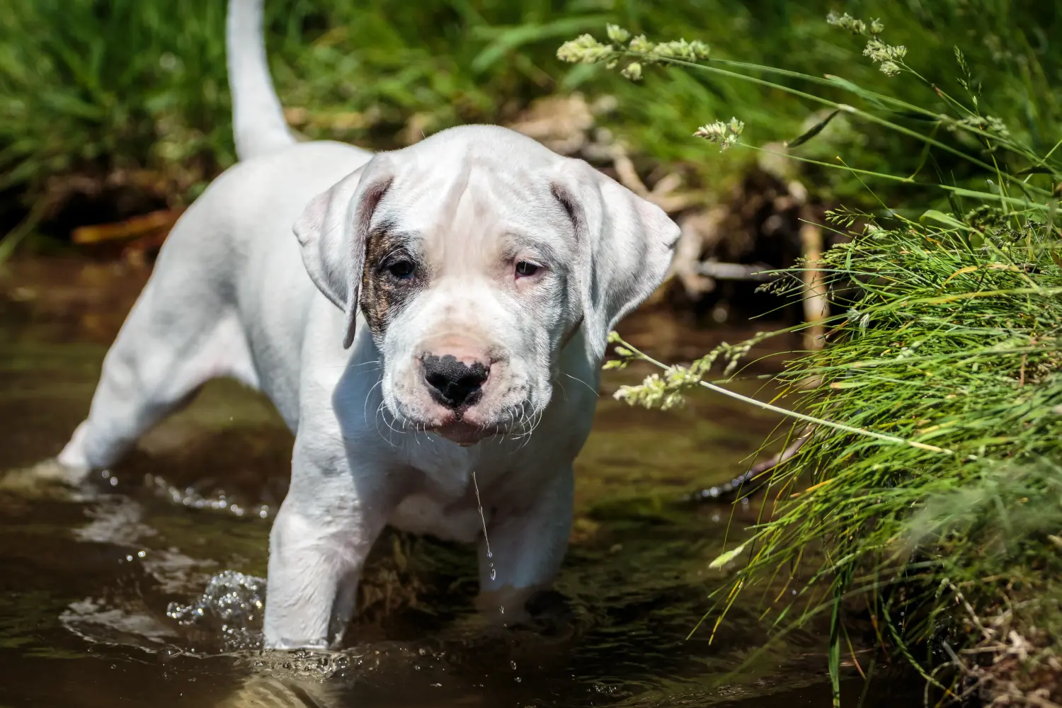 Egy Dogo Argentino kölyökkutya megvásárlása felelősségvállalást jelent! Vásároljon Dogo Argentino kiskutyákat.