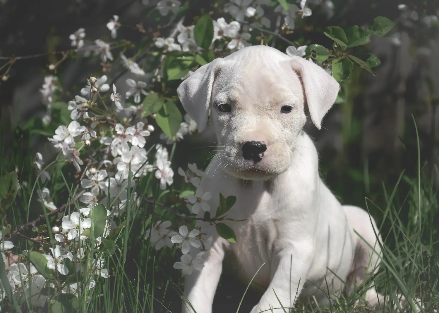 Egy Dogo Argentino kölyökkutya megvásárlása felelősségvállalást jelent! Vásároljon Dogo Argentino kiskutyákat.