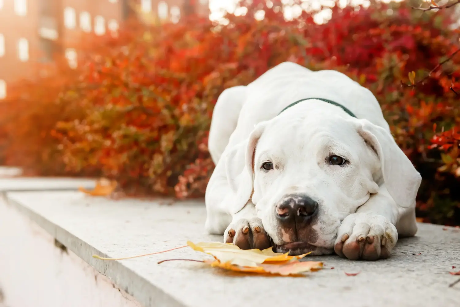 Egy Dogo Argentino kölyökkutya megvásárlása felelősségvállalást jelent! Vásároljon Dogo Argentino kiskutyákat.
