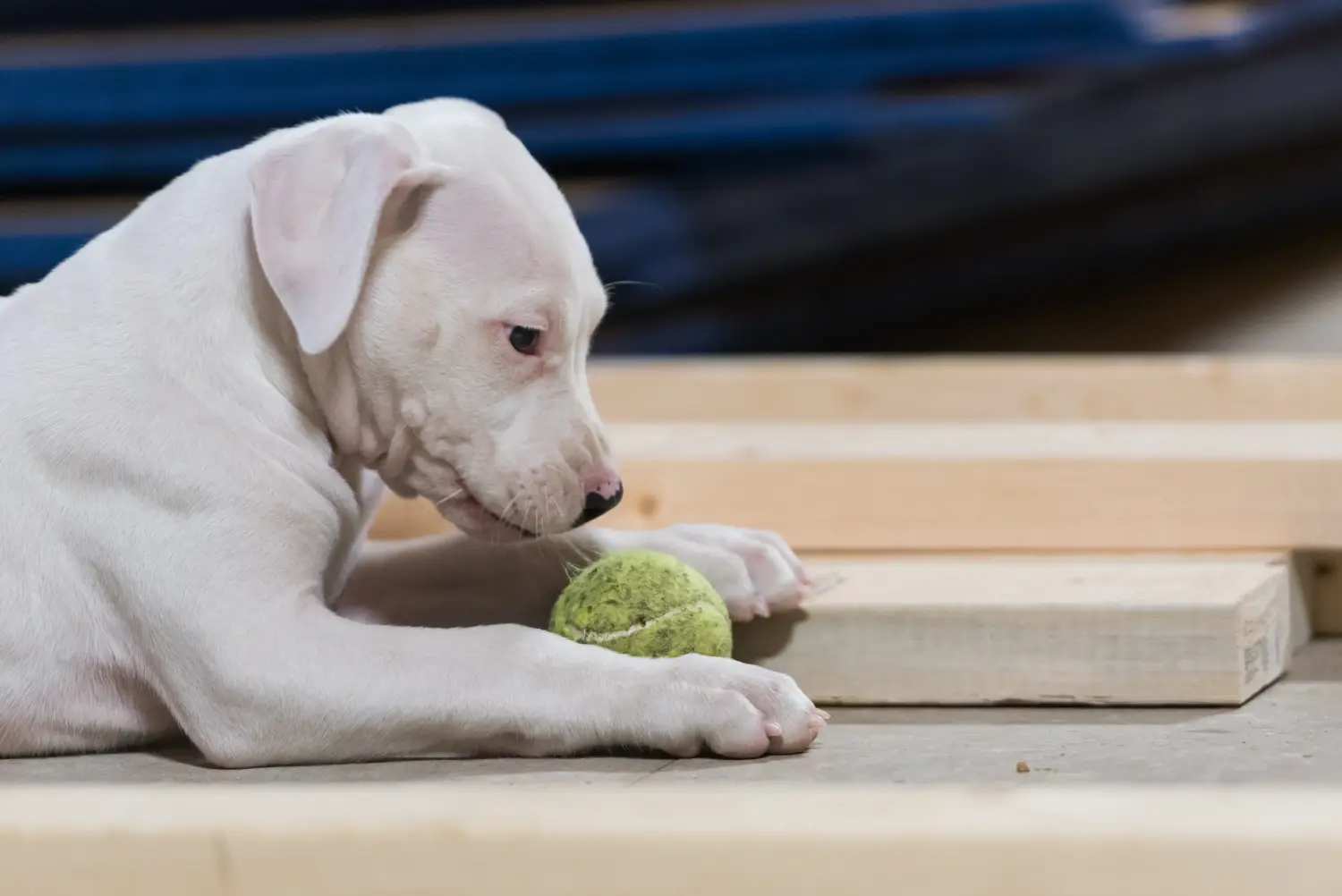 Egy Dogo Argentino kölyökkutya megvásárlása felelősségvállalást jelent! Vásároljon Dogo Argentino kiskutyákat.