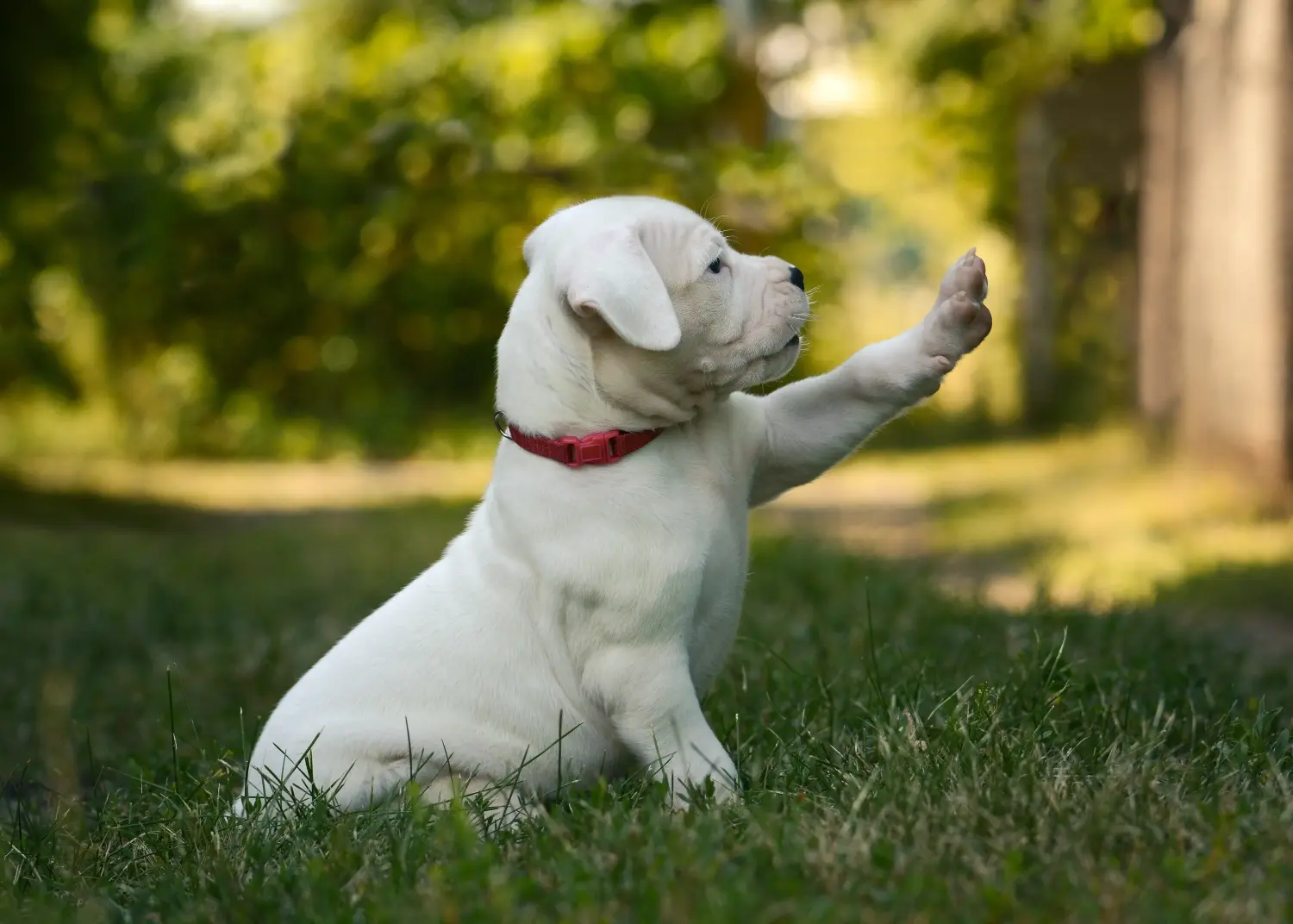 Egy Dogo Argentino kölyökkutya megvásárlása felelősségvállalást jelent! Vásároljon Dogo Argentino kiskutyákat.