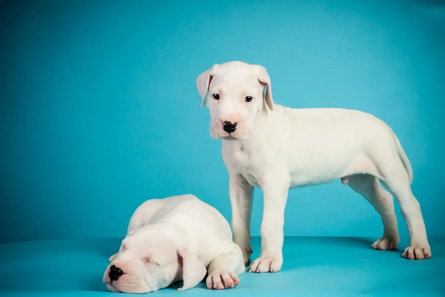 Egy Dogo Argentino kölyökkutya megvásárlása felelősségvállalást jelent! Vásároljon Dogo Argentino kiskutyákat.