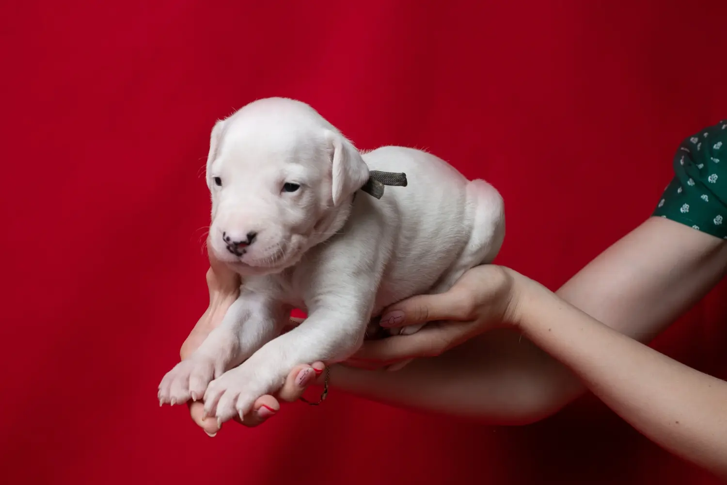 Egy Dogo Argentino kölyökkutya megvásárlása felelősségvállalást jelent! Vásároljon Dogo Argentino kiskutyákat.