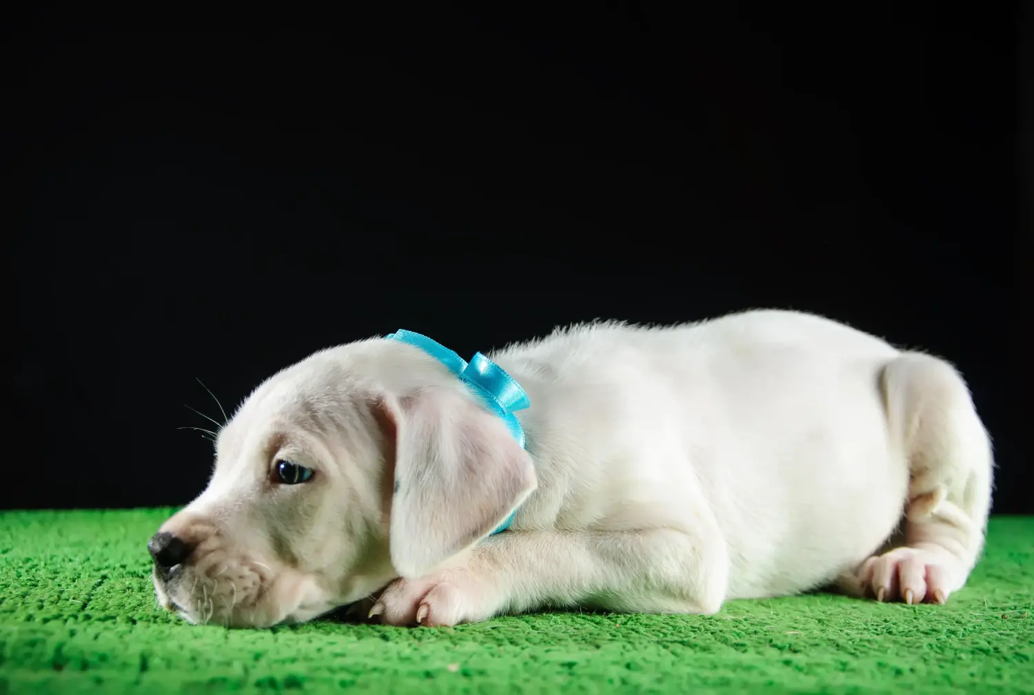 Egy Dogo Argentino kölyökkutya megvásárlása felelősségvállalást jelent! Vásároljon Dogo Argentino kiskutyákat.